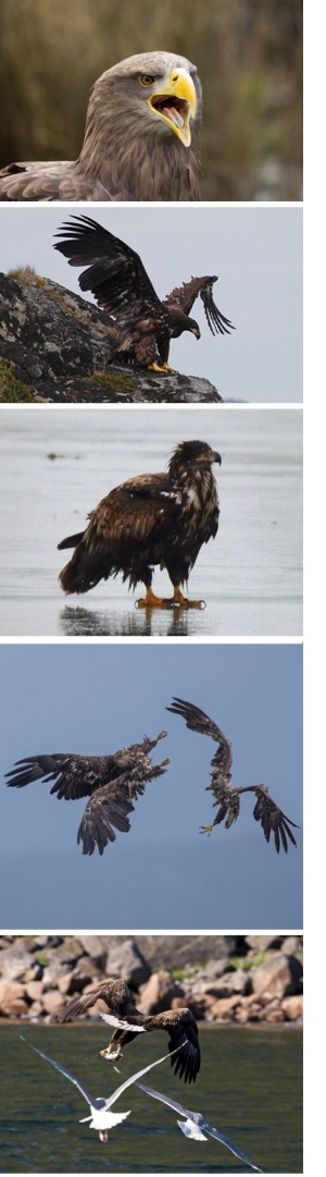 Various images of the white-tailed eagle